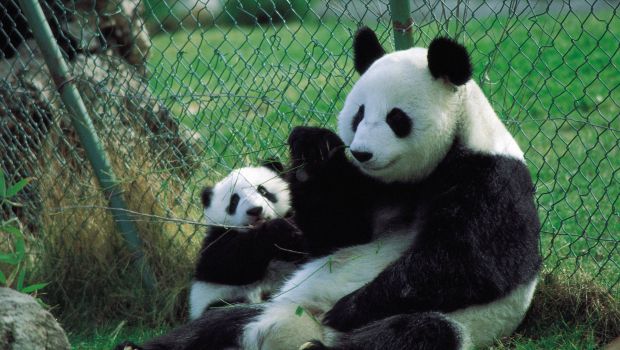 Brasile 2014: i panda come il polpo Paul, dovranno indovinare i risultati