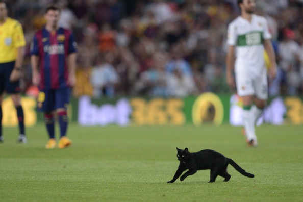 Un gatto nero invade il Camp Nou durante Barcellona &#8211; Elche | Il Video